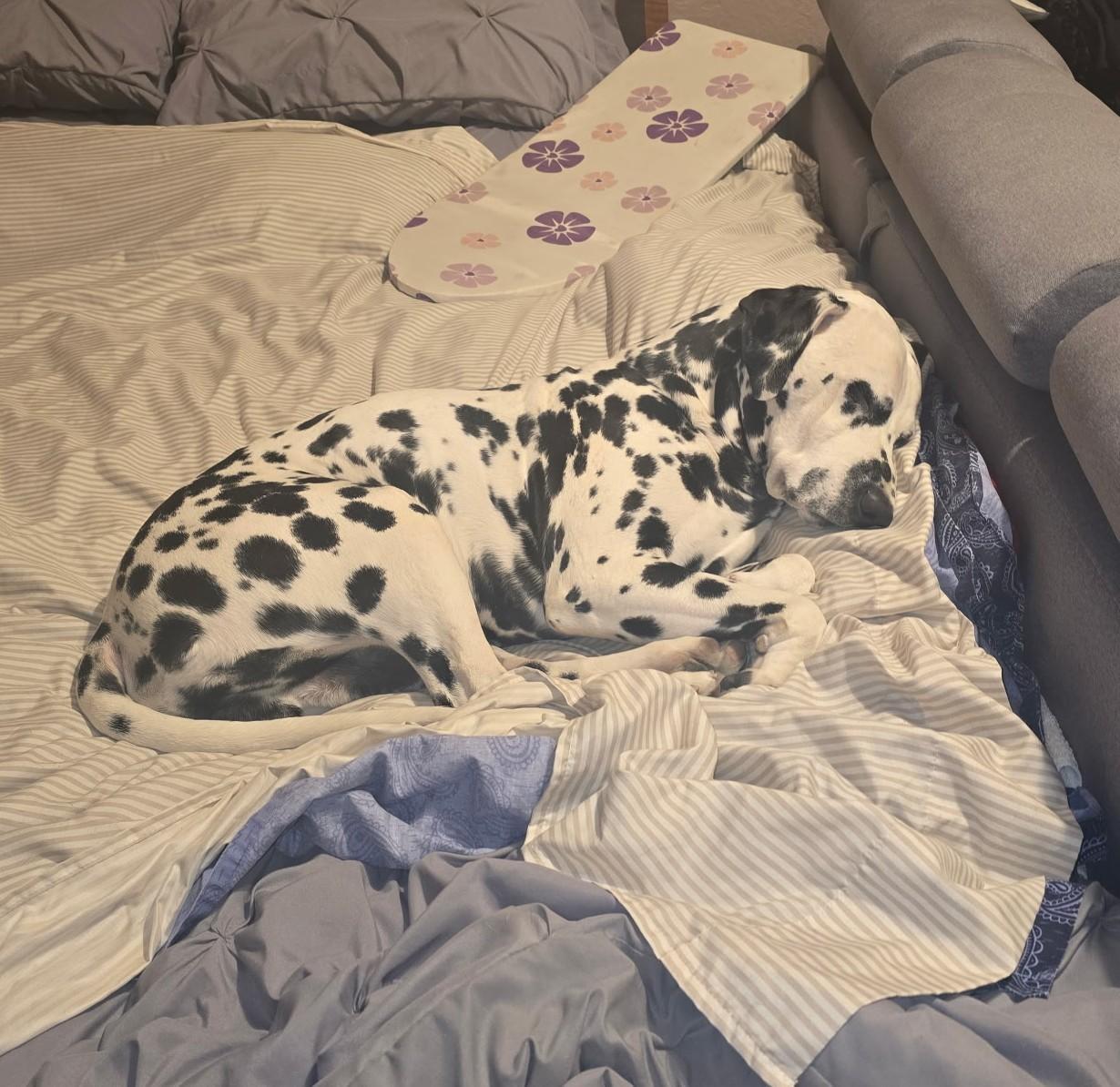 An adult medium-sized male White / Cream Dalmatian dog named Pongoglendale Ny for adoption in San Diego, CA