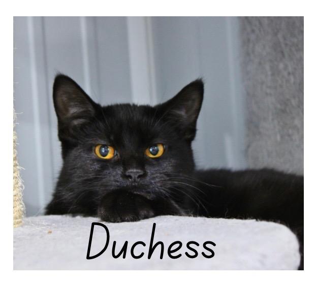 Duchess