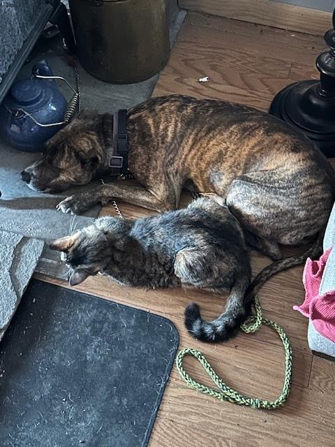 An adult medium-sized female Brindle Pit Bull Terrier dog named Courtesty Post Eartha for adoption in Waterbury, CT