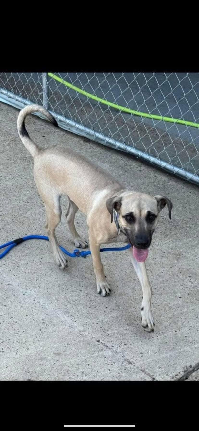 An adult medium-sized female Apricot / Beige Black Mouth Cur dog named Lucy for adoption in Holly Springs, MS