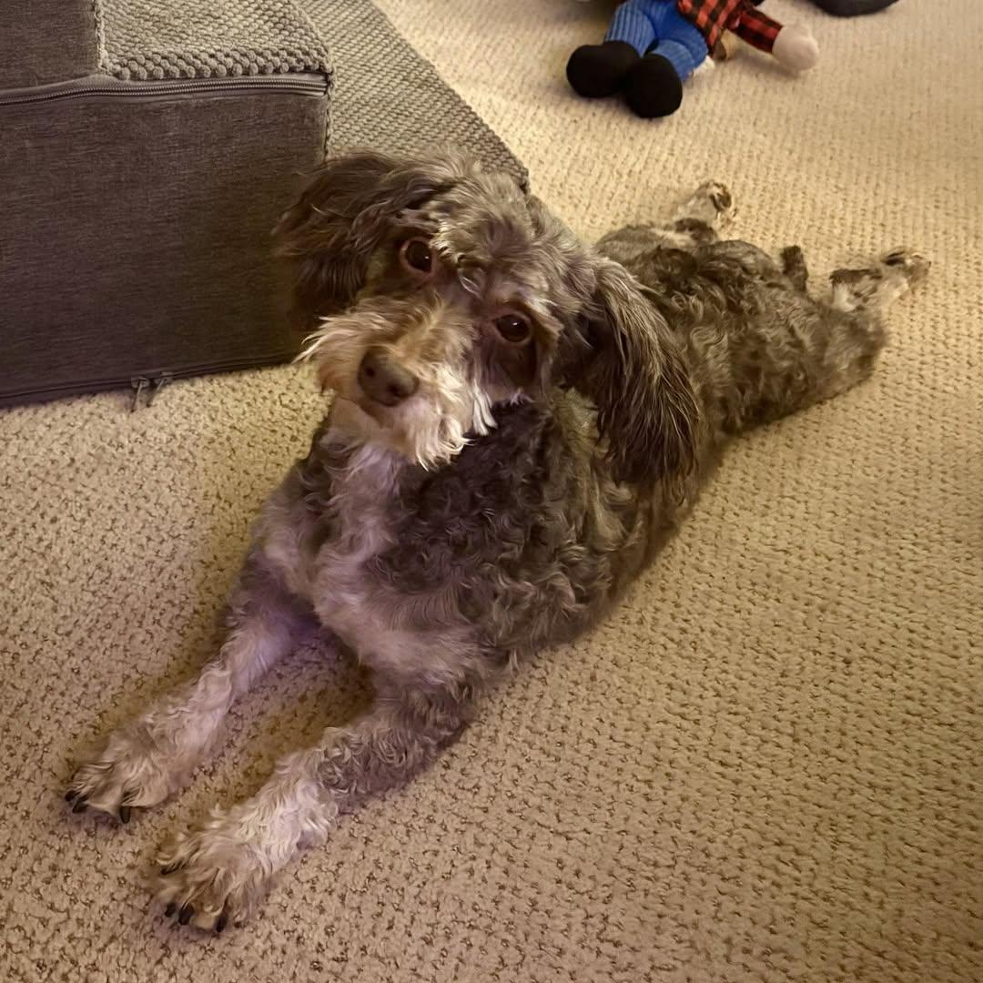 An adult small-sized female Havanese dog named Essex for adoption in Hartland, WI