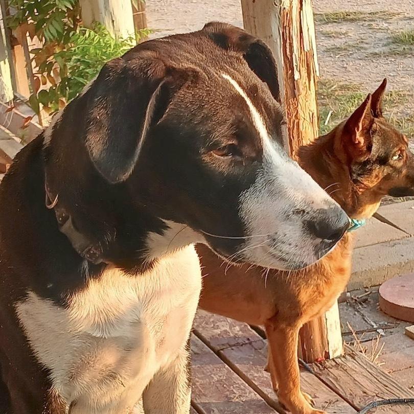 An adult large-sized male Bicolor Retriever dog named Juan Carlos for adoption in Corpus Christi, TX
