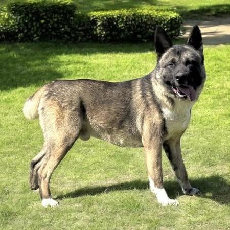 Mars Akita
