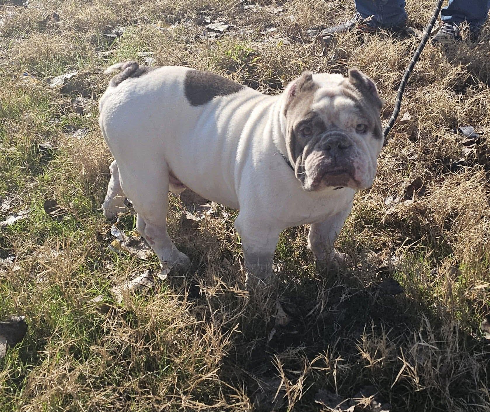 Prince