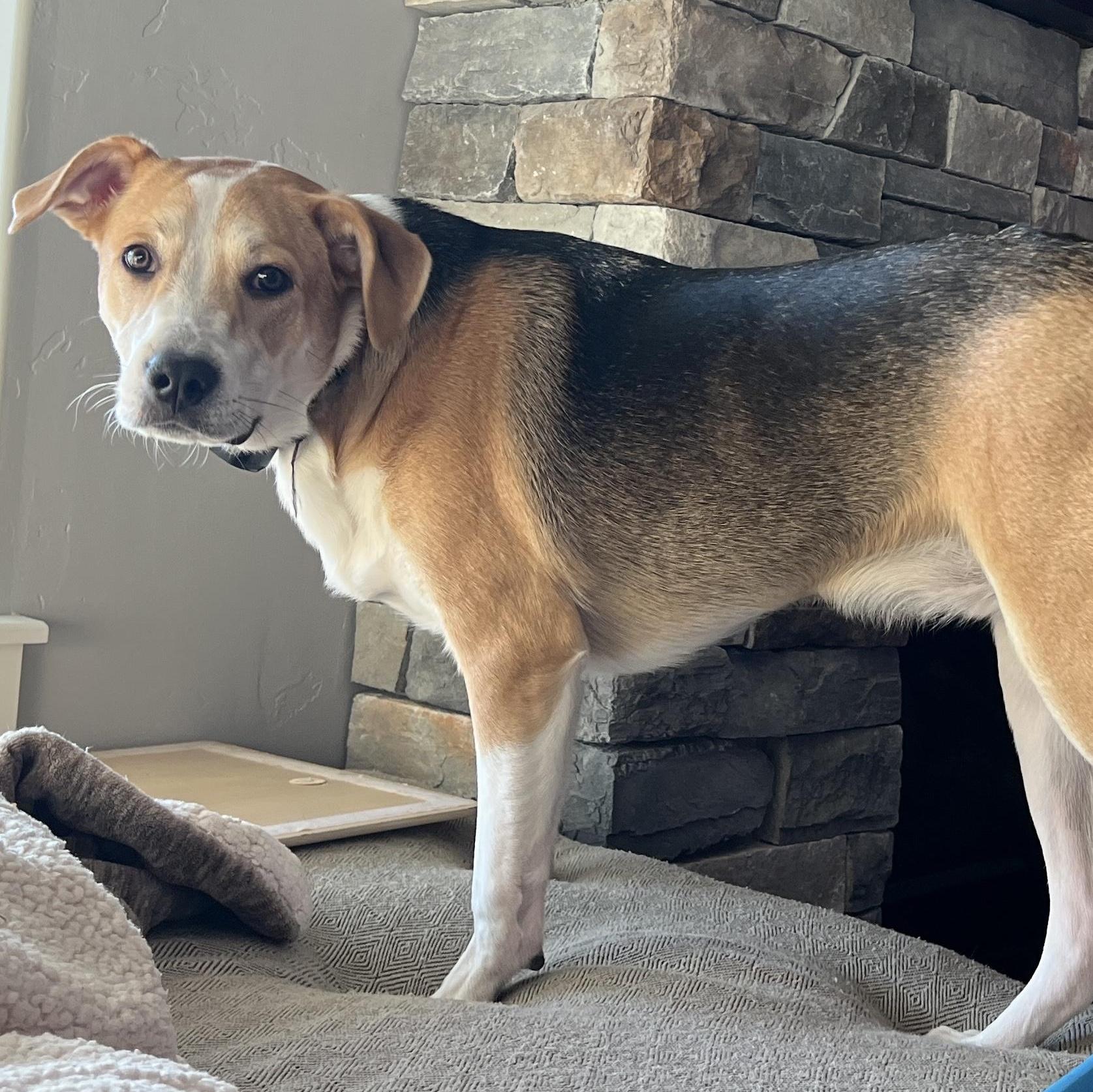 An adult large-sized male Shepherd dog named Ferb for adoption in Boise, ID