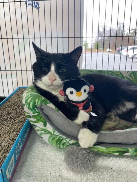 Connery Fee Sponsored