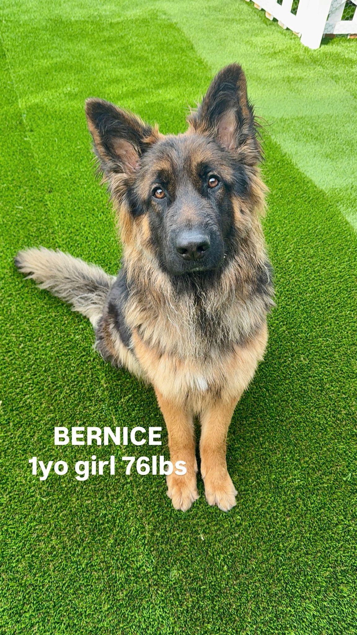 Bernice