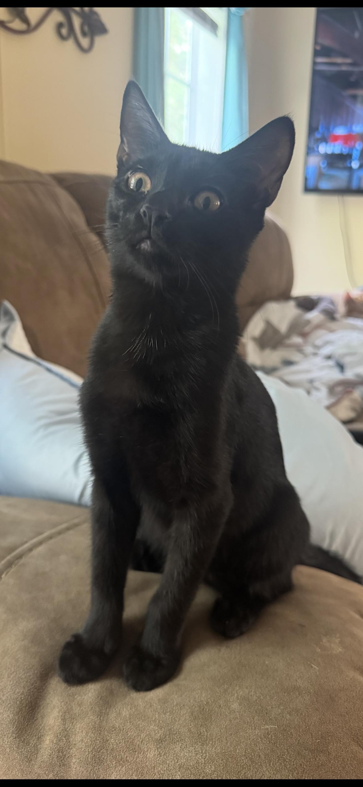 Spooky Spooks Itty Halloweenie