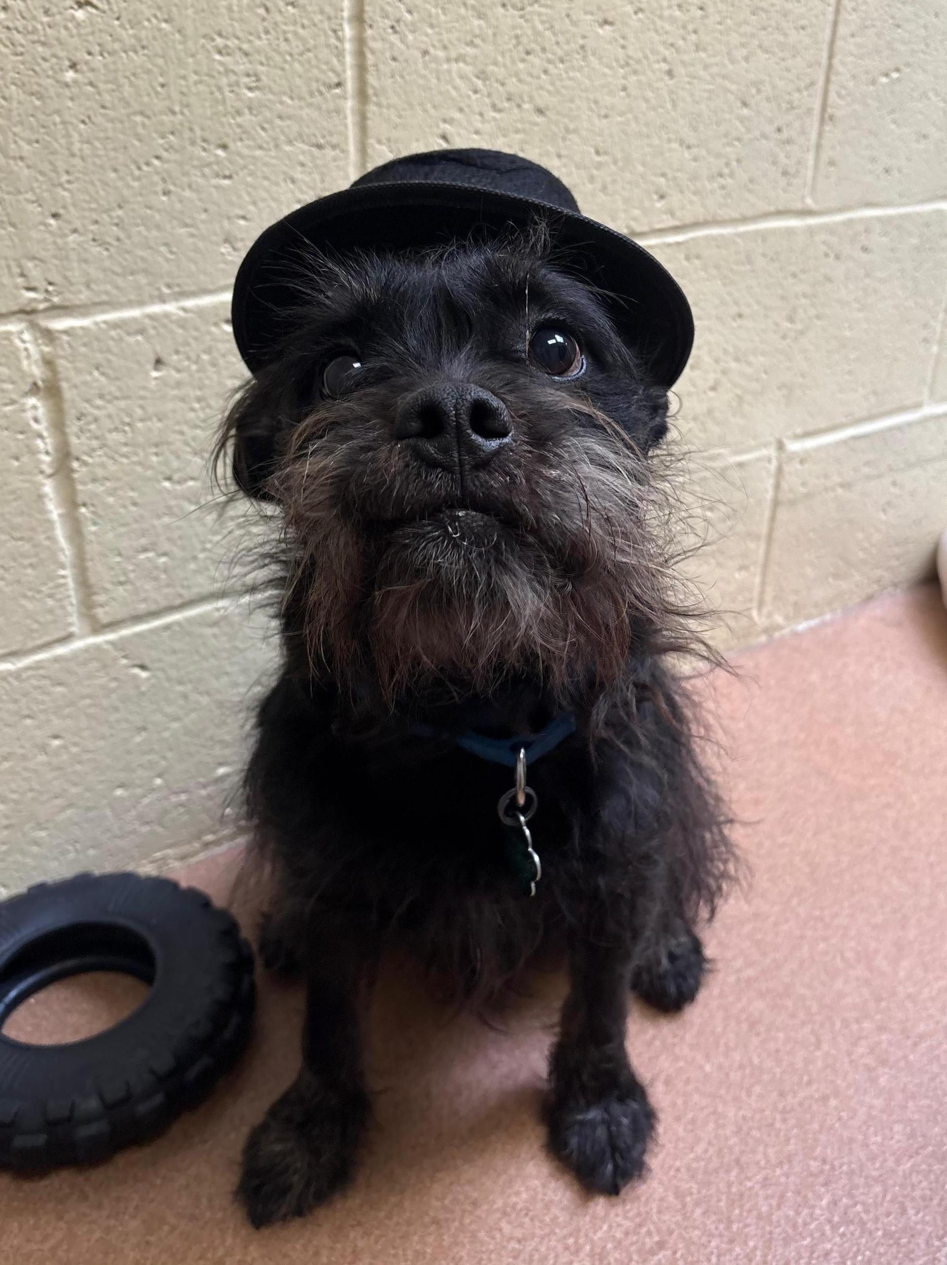 An adult medium-sized male Black Cairn Terrier dog named Gallagher for adoption in Norwalk, CT