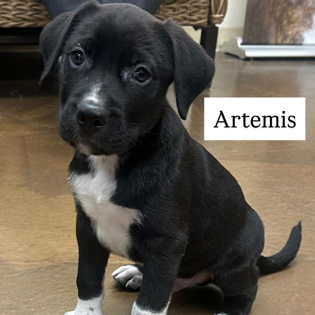 Artemis
