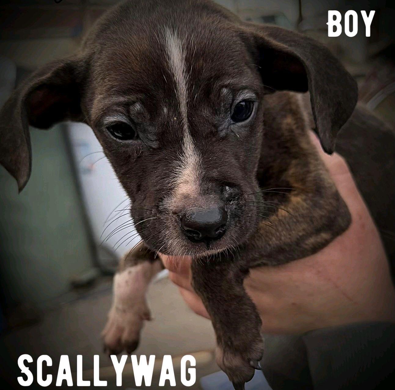 Scallywag