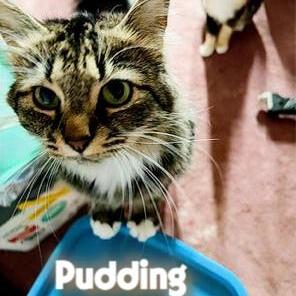 Pudding