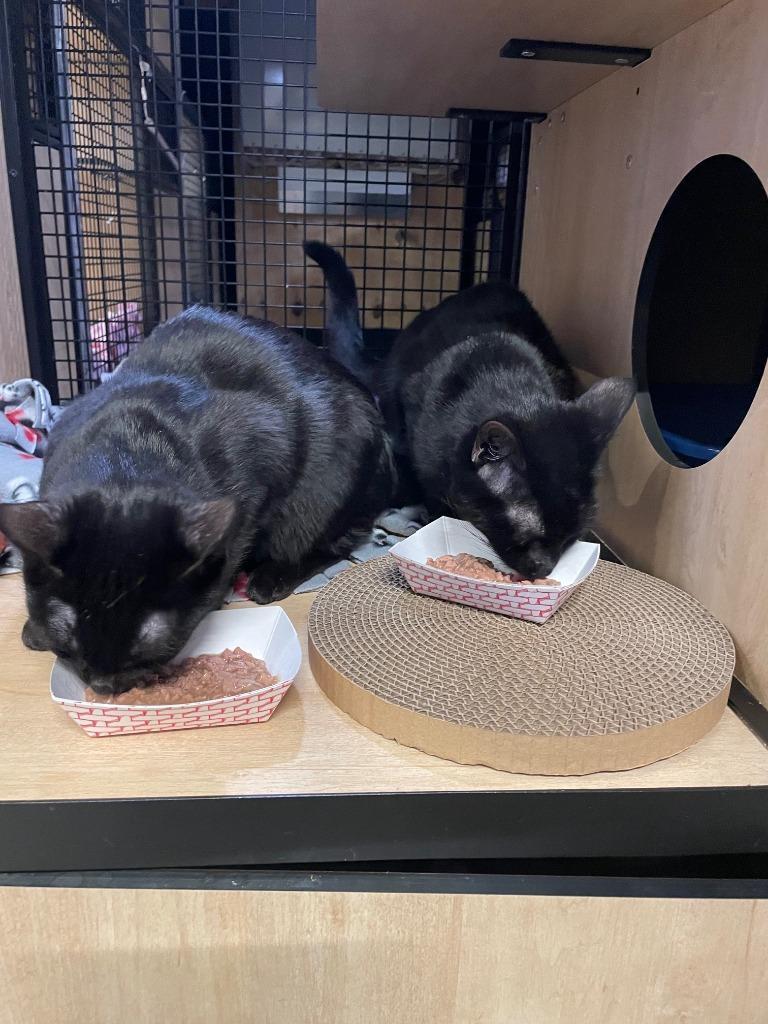 A young medium-sized male Domestic Short Hair cat named Jerry for adoption in New York, NY