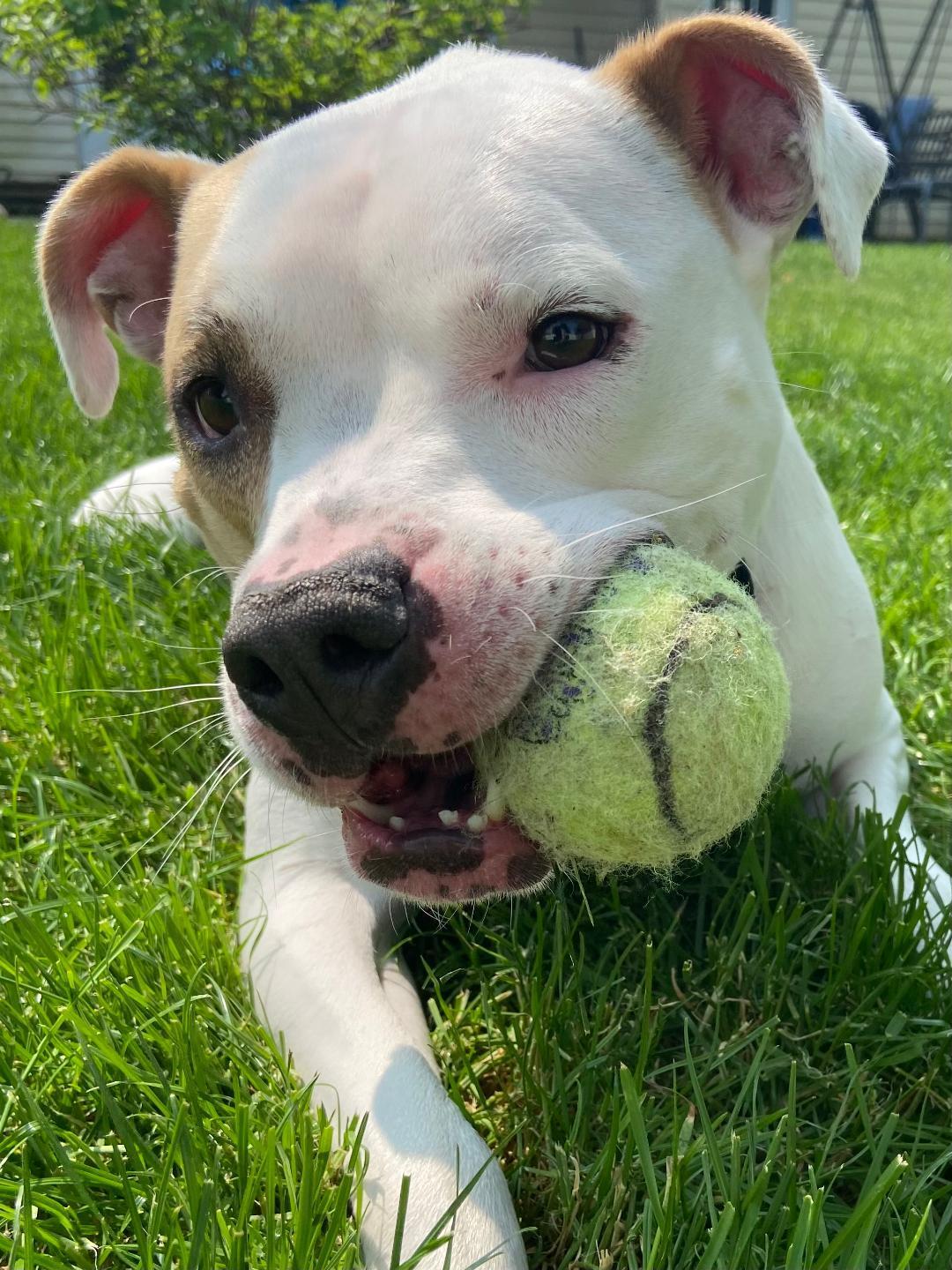 Piper Courtesy Listing