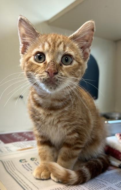 A baby small-sized male Domestic Short Hair cat named Tebow for adoption in Chamblee, GA