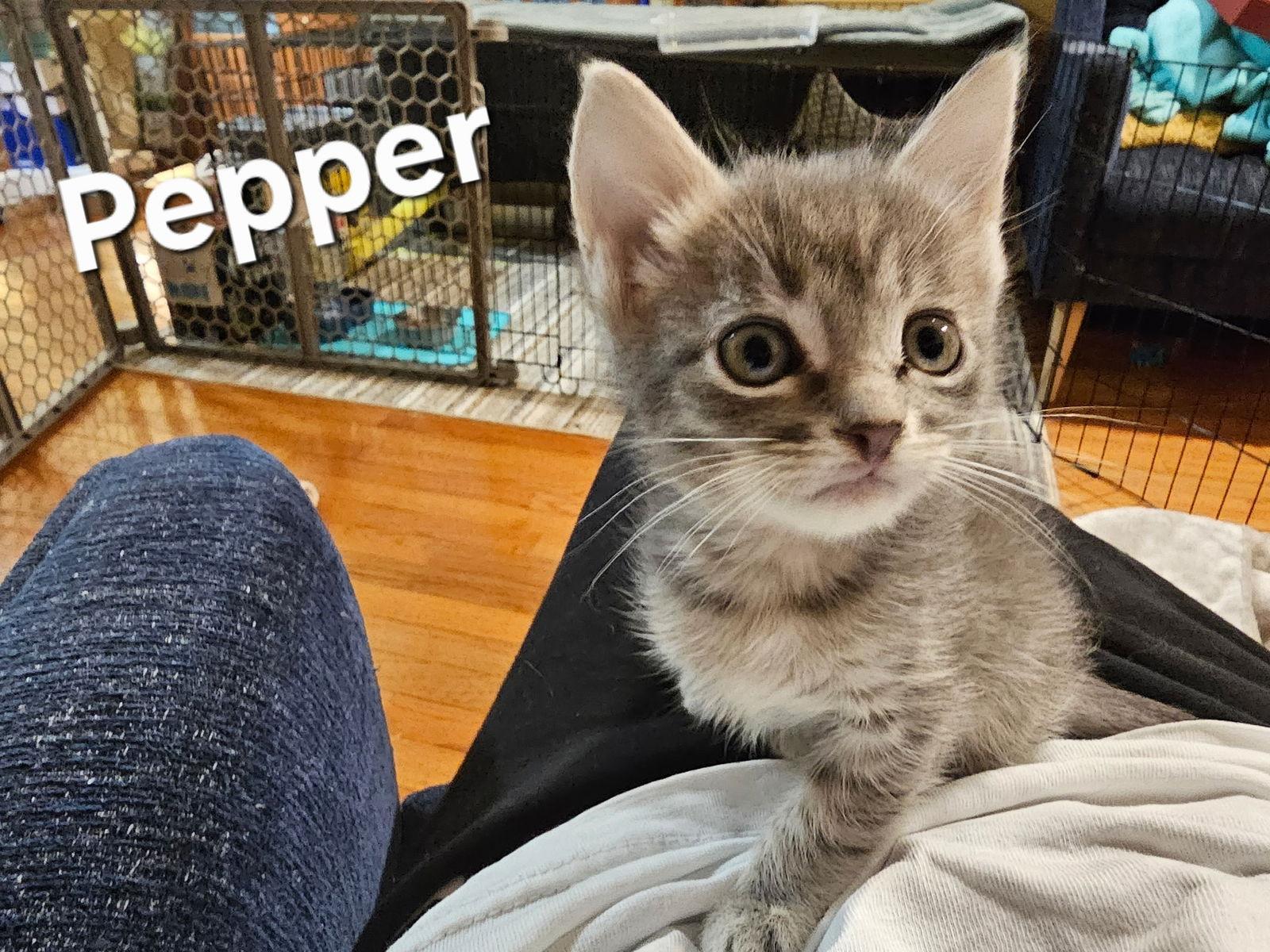 Pepper