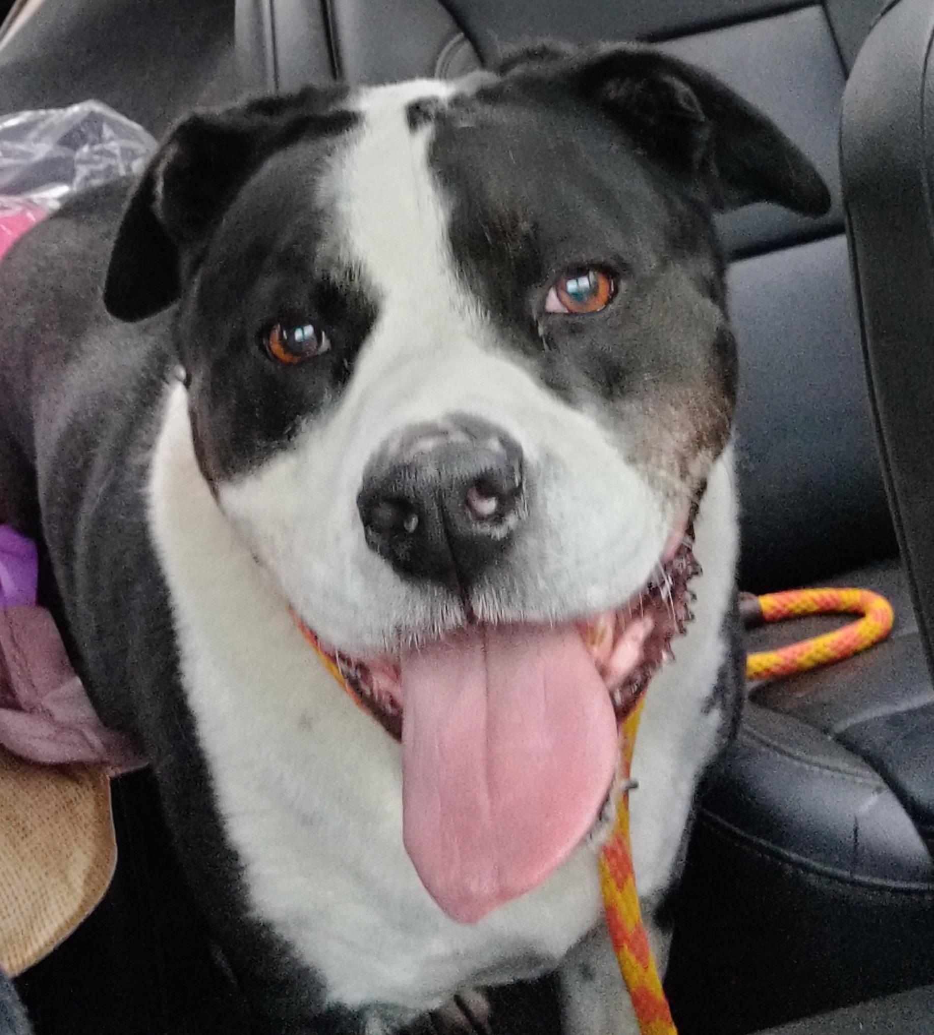 A senior large-sized male Black American Bulldog dog named Moose for adoption in Gainesville, GA