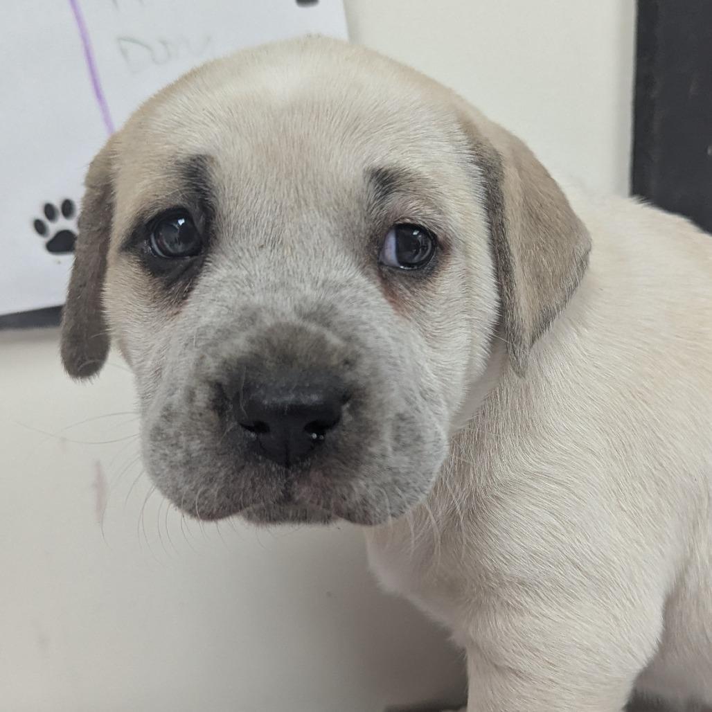 Little Miss Cheesesteak