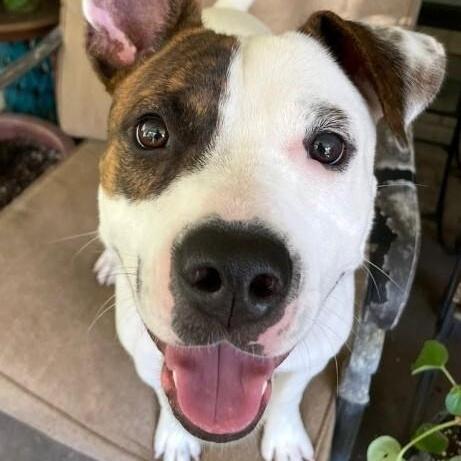 Diesel Donut Your Fun