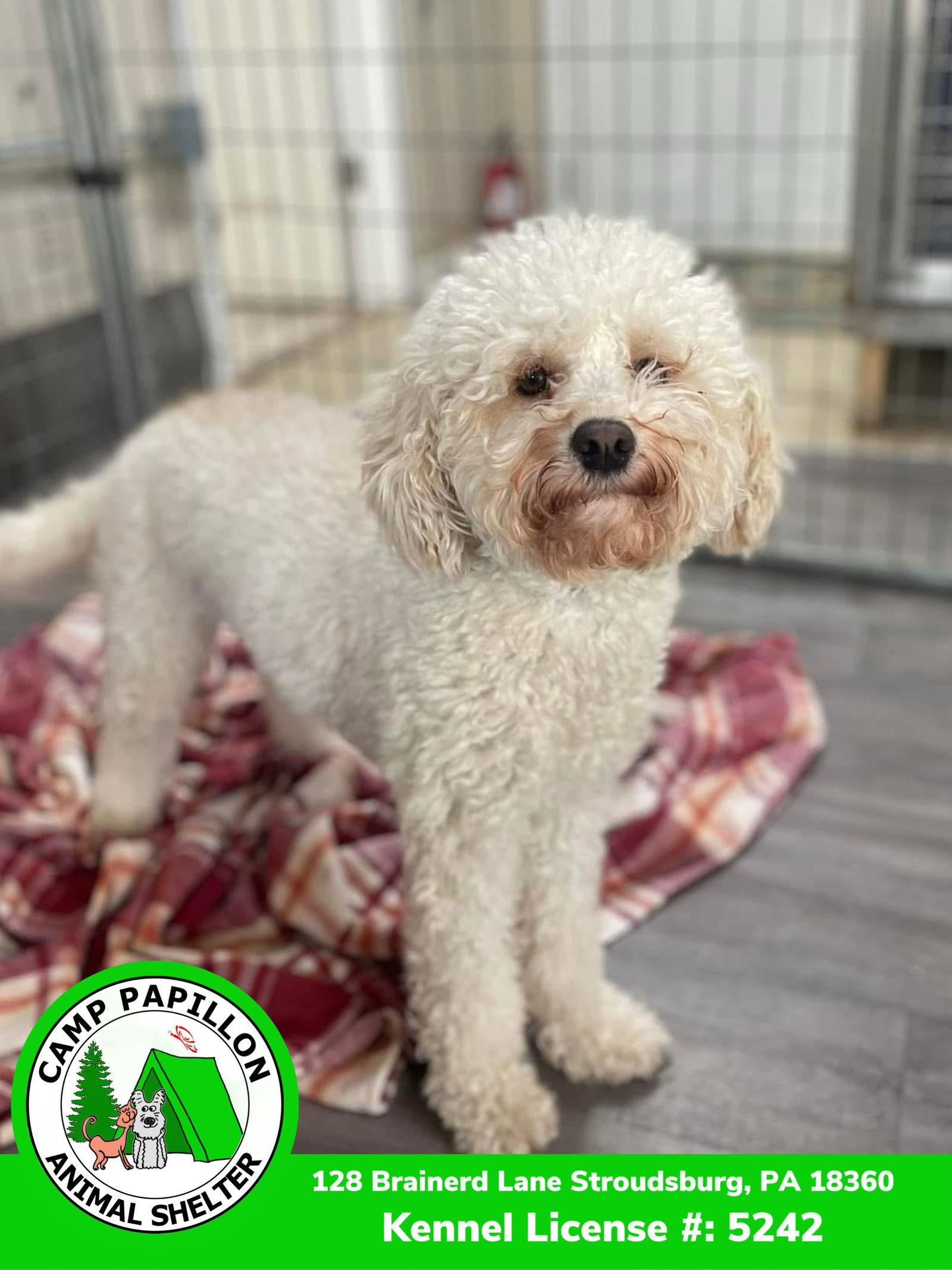 A young small-sized female Bichon Frise dog named Sparkle for adoption in Stroudsburg, PA