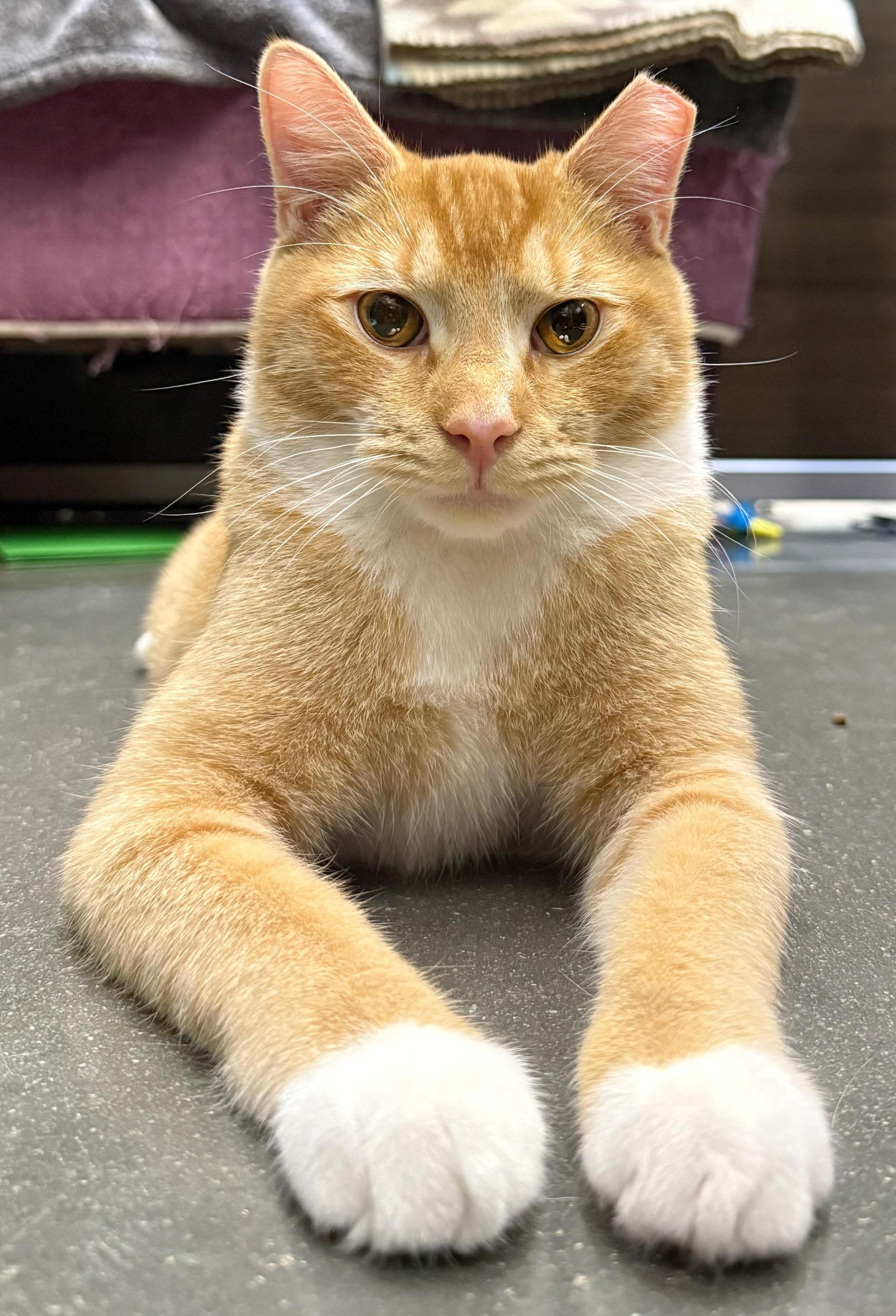 Reggie