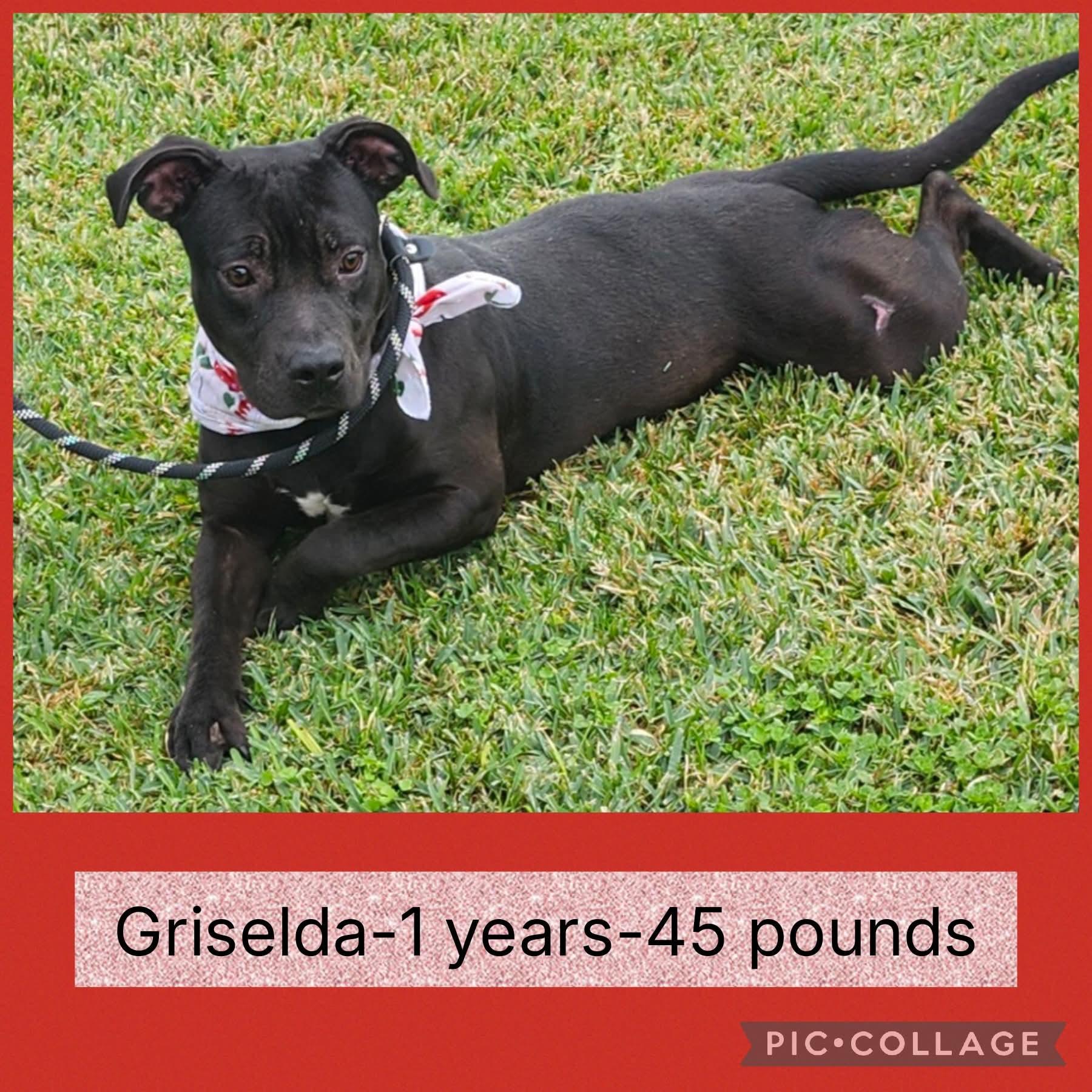 Griselda