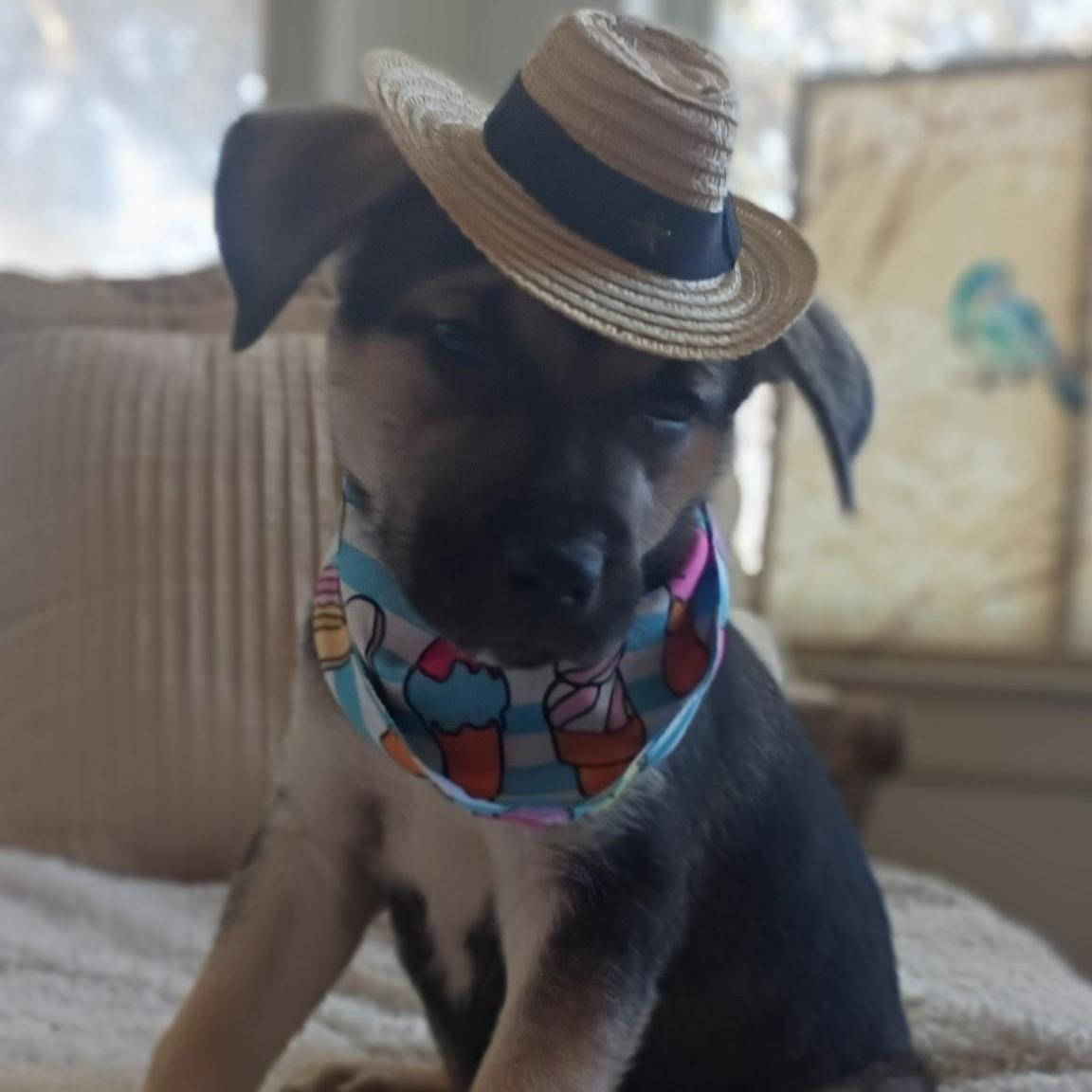 Cinnamonthe Sweetest Spice Around