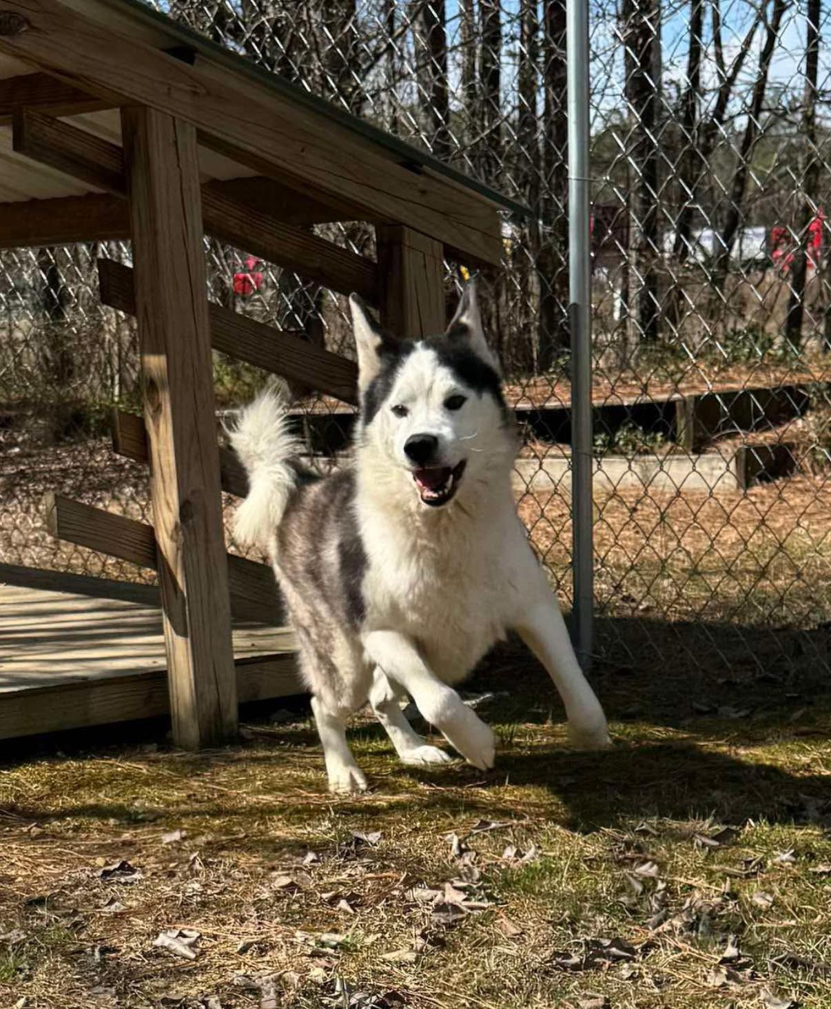 An adult medium-sized male Siberian Husky dog named Sled for adoption in Sumter, SC