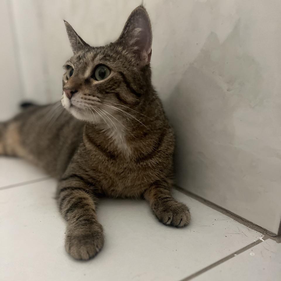 Candy – The Playful