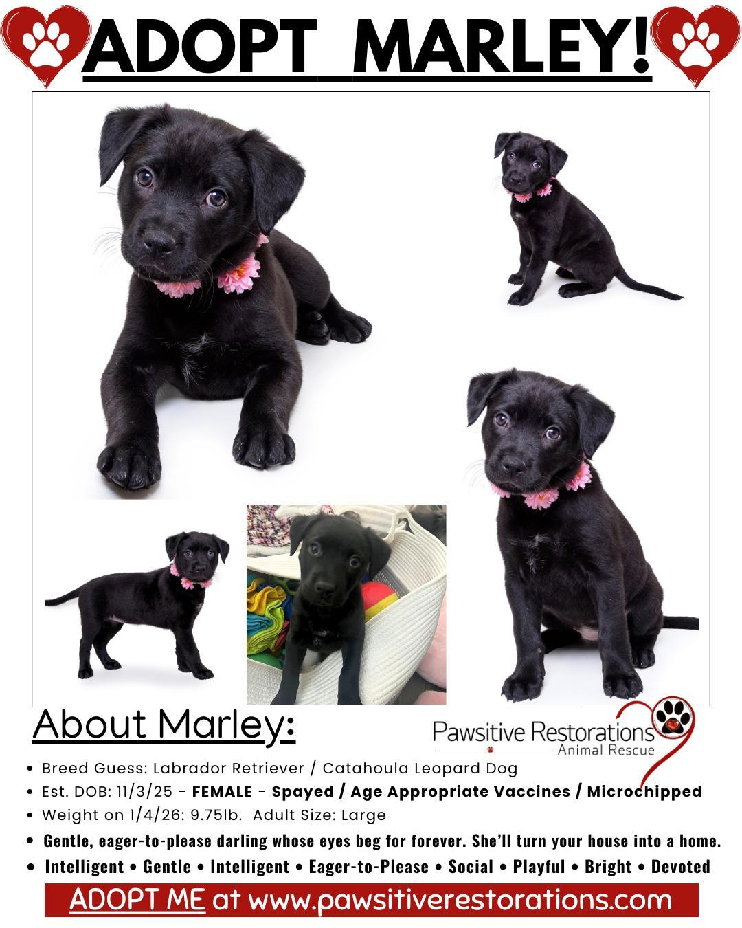 Marley ❤️