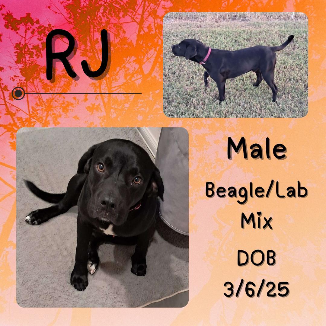 A young medium-sized male Black Beagle dog named Rj for adoption in Caldwell, TX