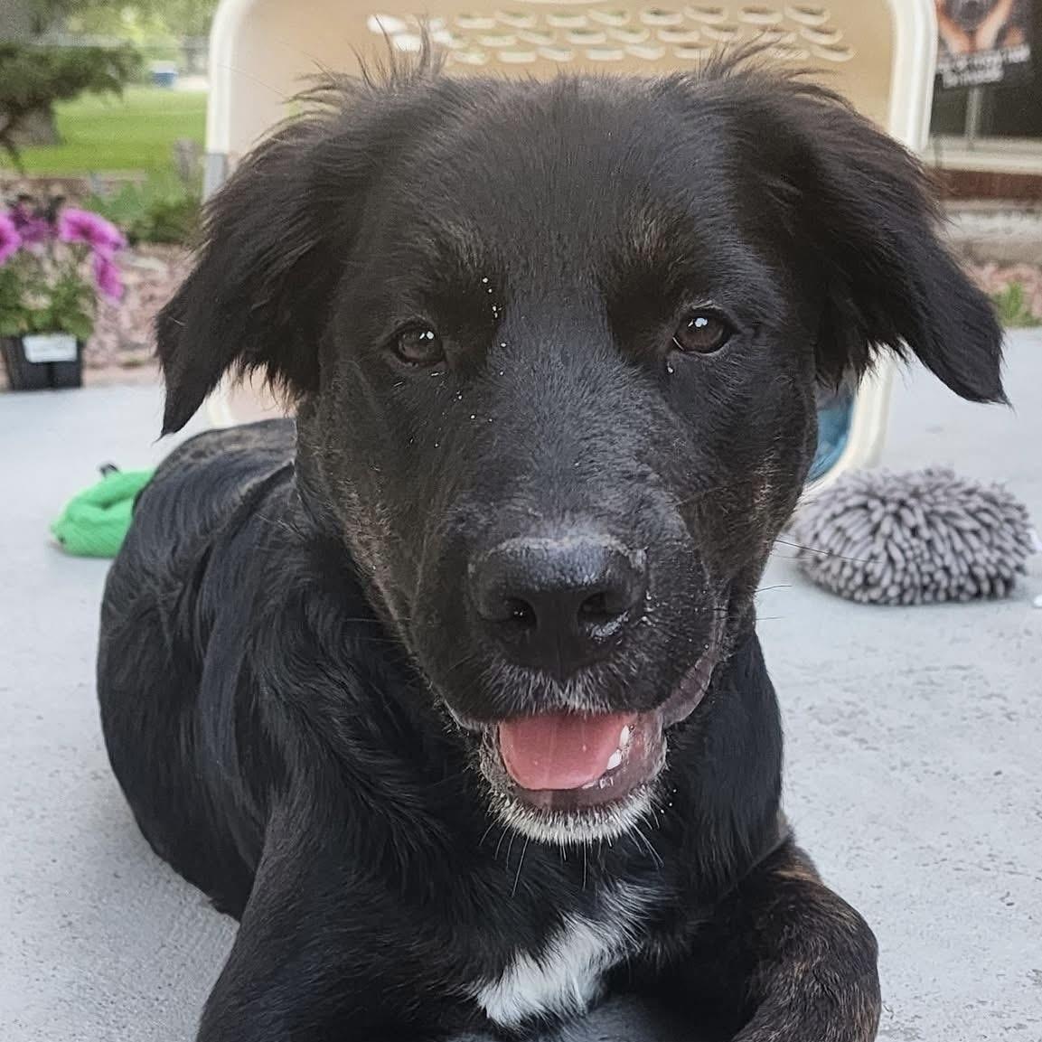 A young medium-sized male German Shepherd Dog dog named Stella Croc for adoption in Hardin, MT