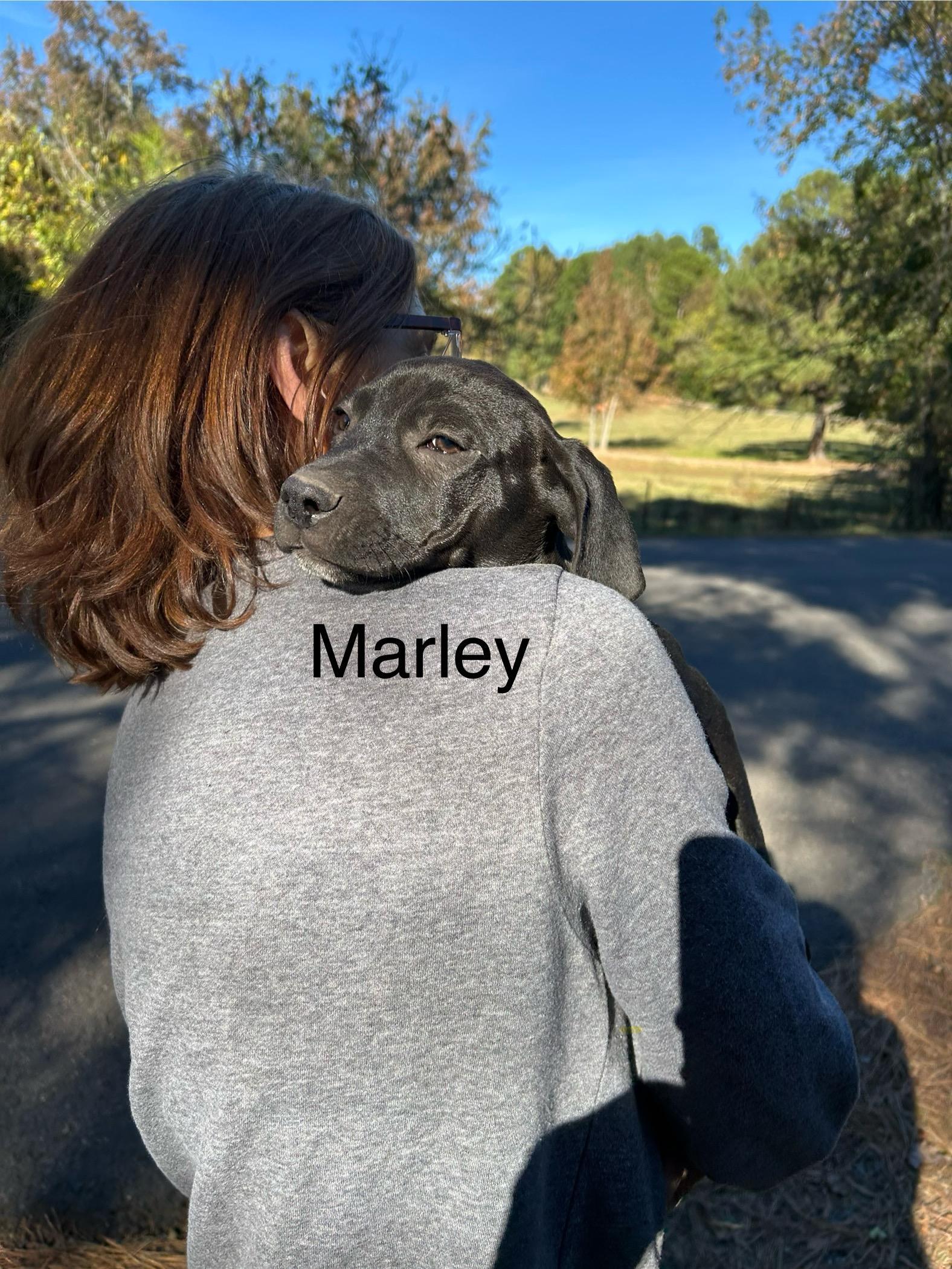 A young medium-sized female Black Labrador Retriever dog named Marley for adoption in Texarkana, TX