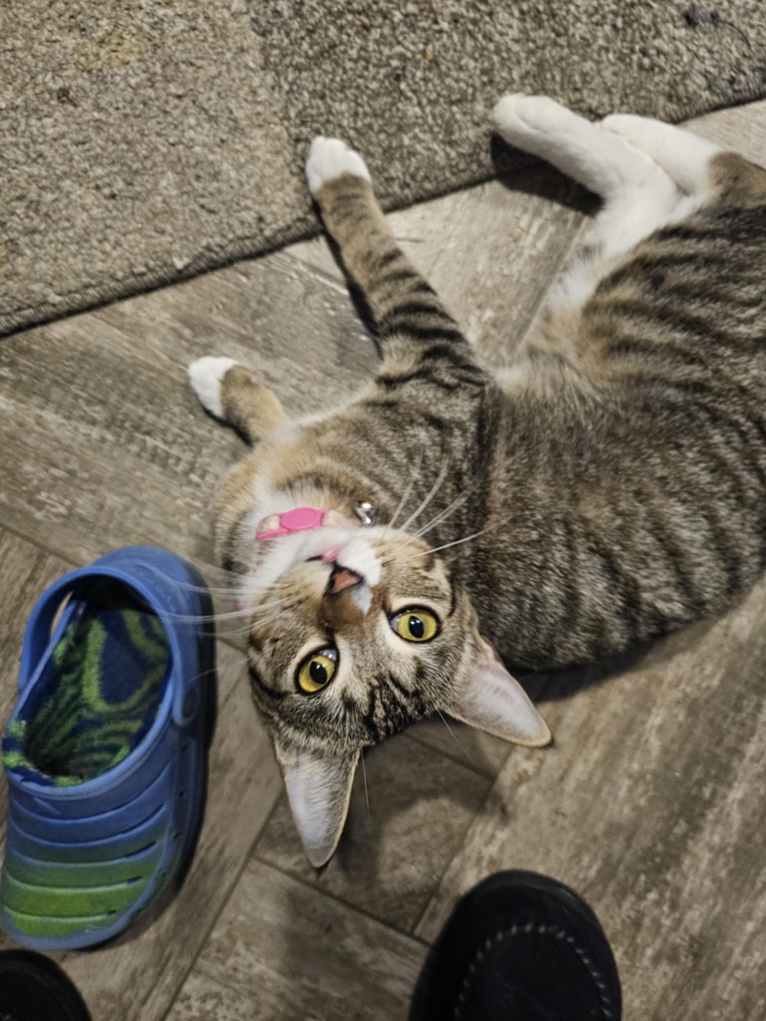 A young small-sized female Domestic Short Hair cat named Indy for adoption in Conroe, TX