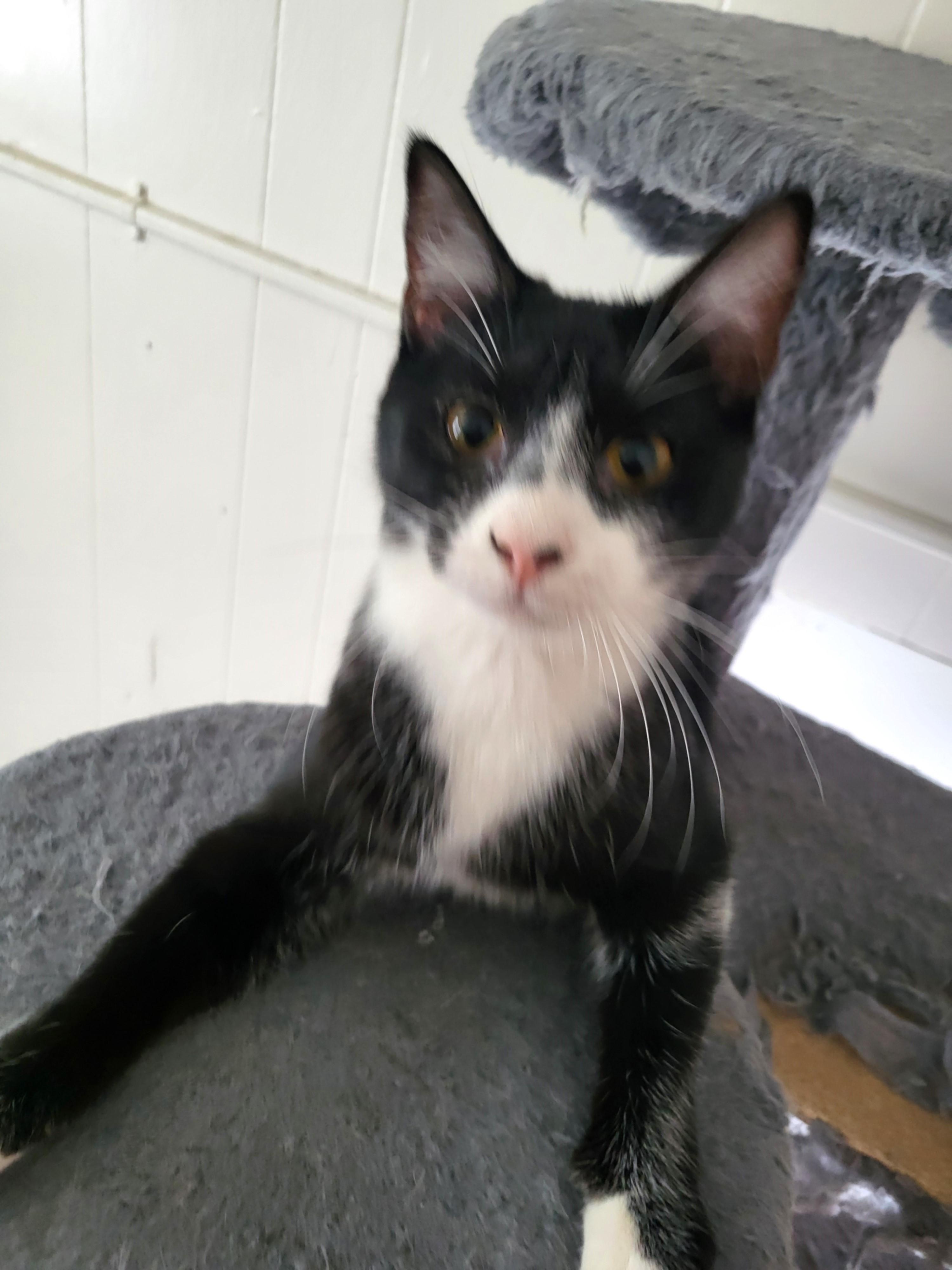 Mellie Terrific Tuxedo Girl