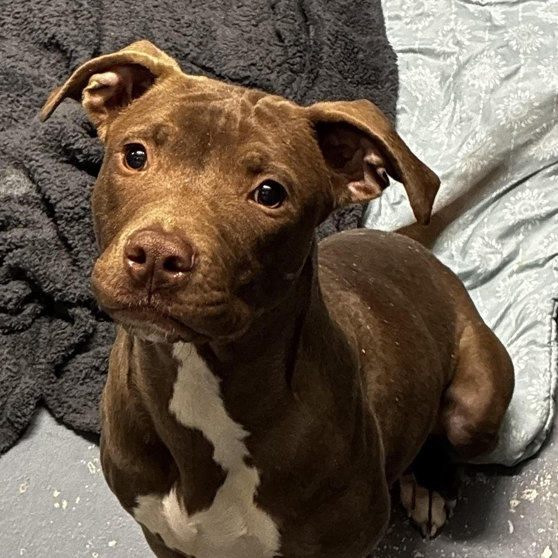 A young medium-sized male Brown / Chocolate Pit Bull Terrier dog named Rex for adoption in Columbia, SC