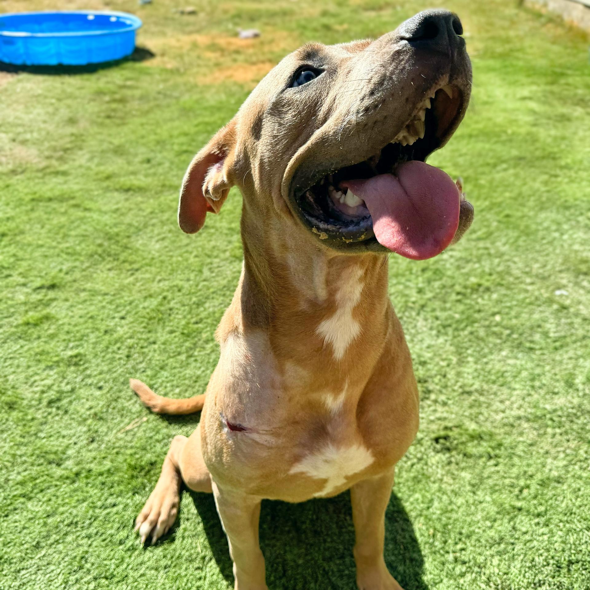 Duke