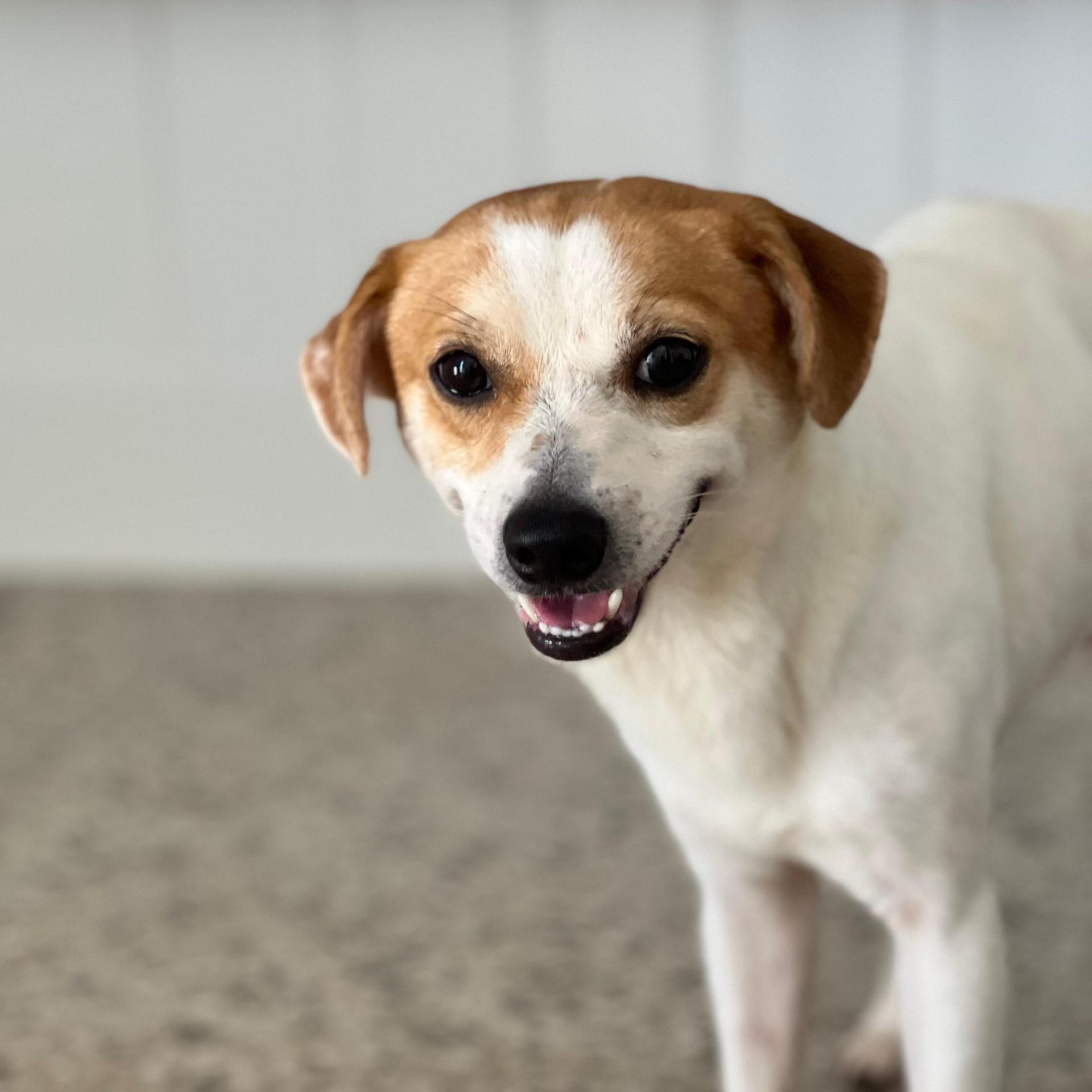 An adult small-sized male Terrier dog named Kevin for adoption in Humacao, PR