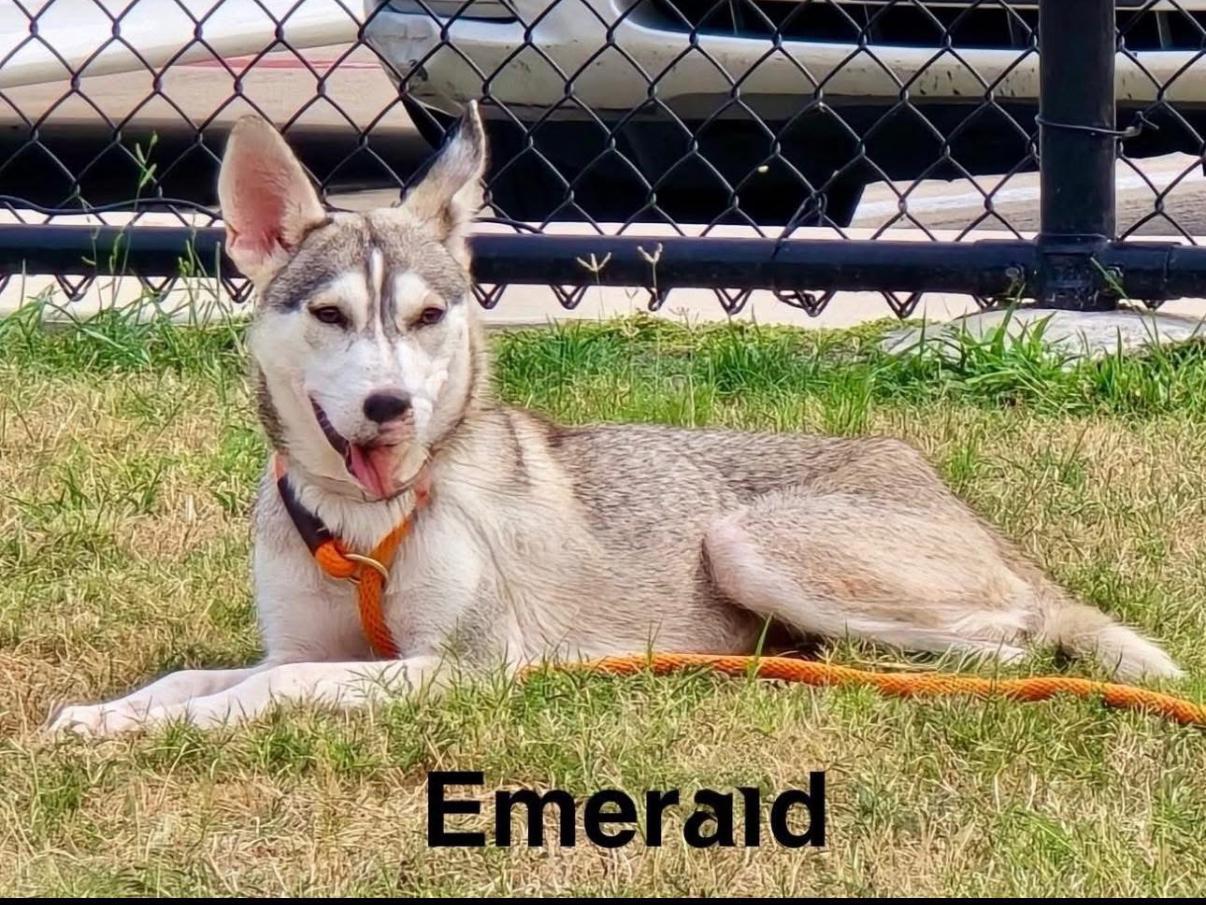An adult medium-sized female Siberian Husky dog named Emerald for adoption in Sumter, SC