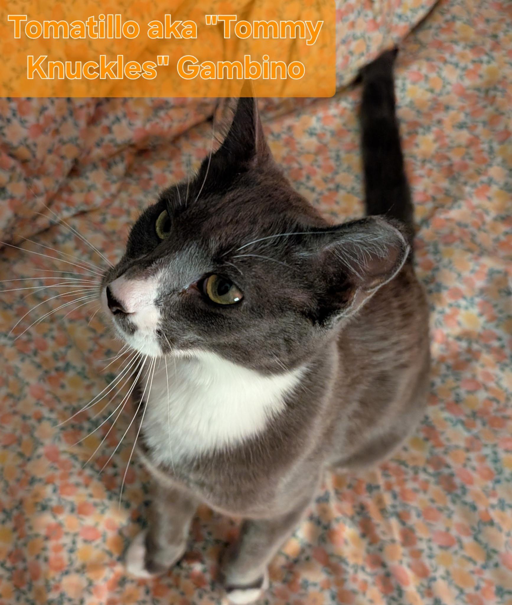 Tomatillo Aka "tommy Knuckles"