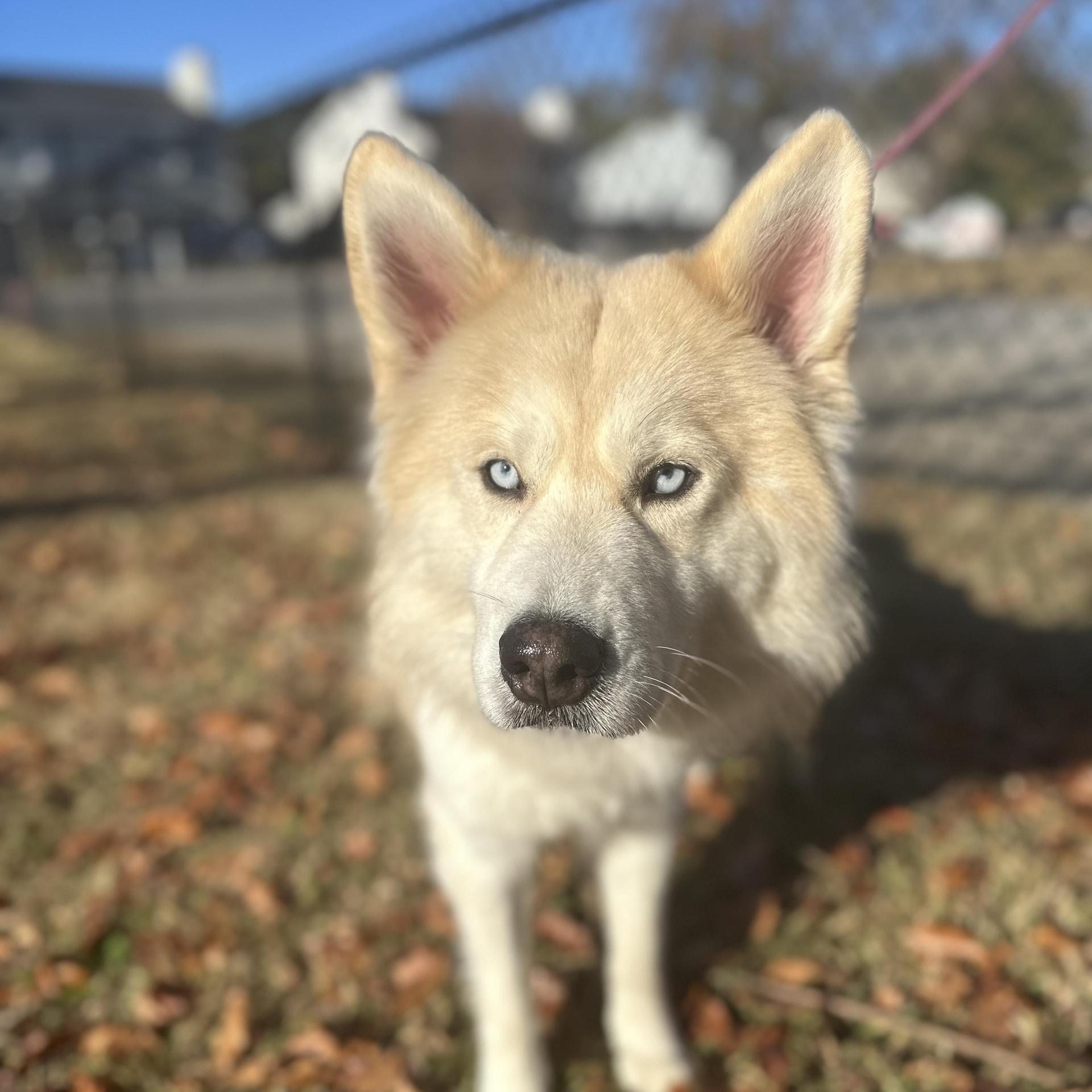 An adult medium-sized male Brown / Chocolate Alaskan Malamute dog named Ghost for adoption in Columbia, SC