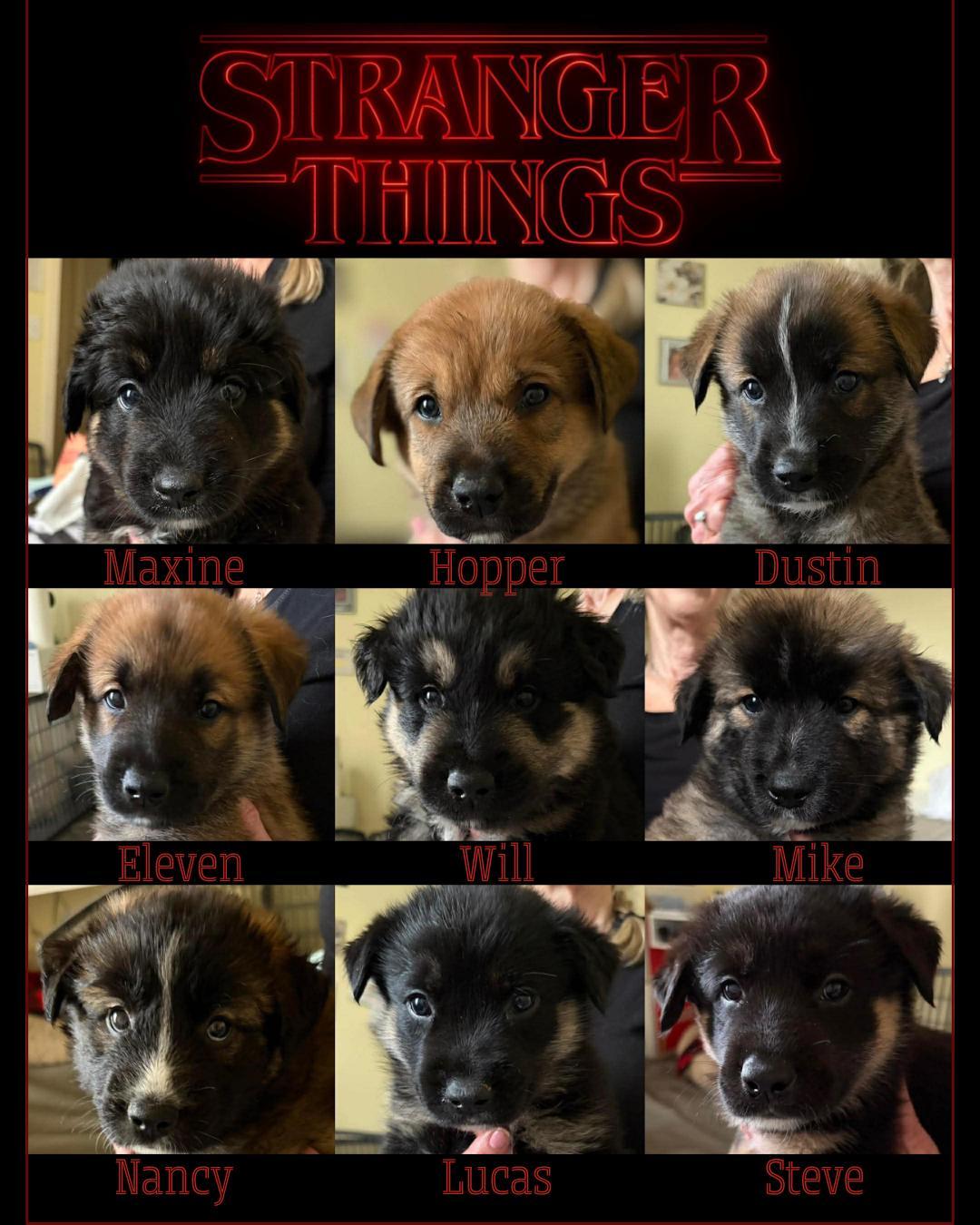 Stranger Things Puppies