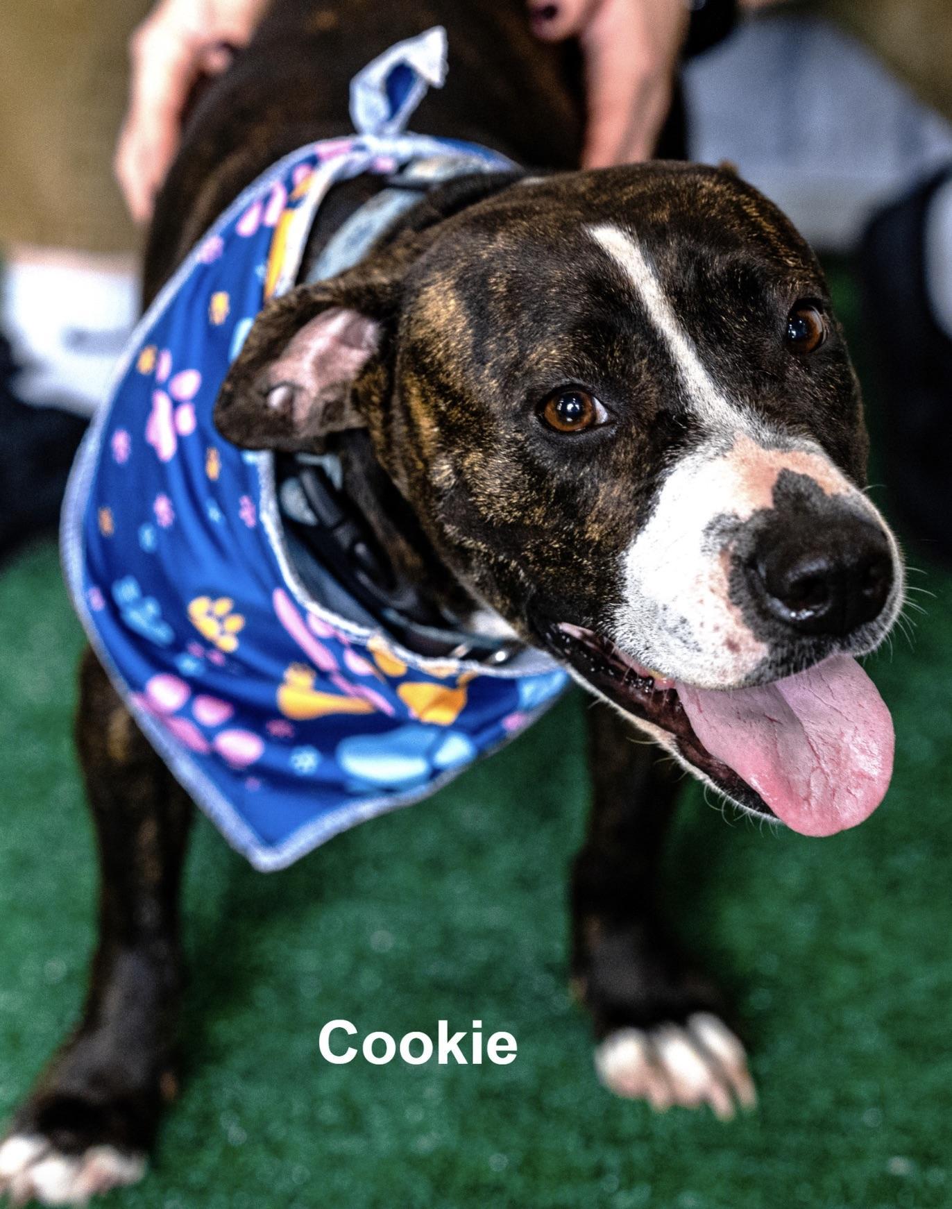 A young medium-sized female Brindle Pit Bull Terrier dog named Cookie for adoption in Allen, TX