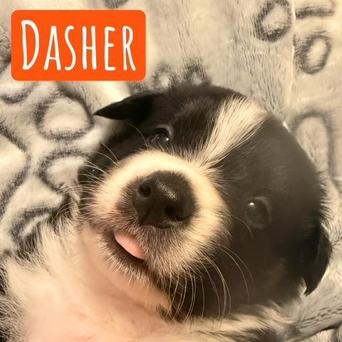 Dasher
