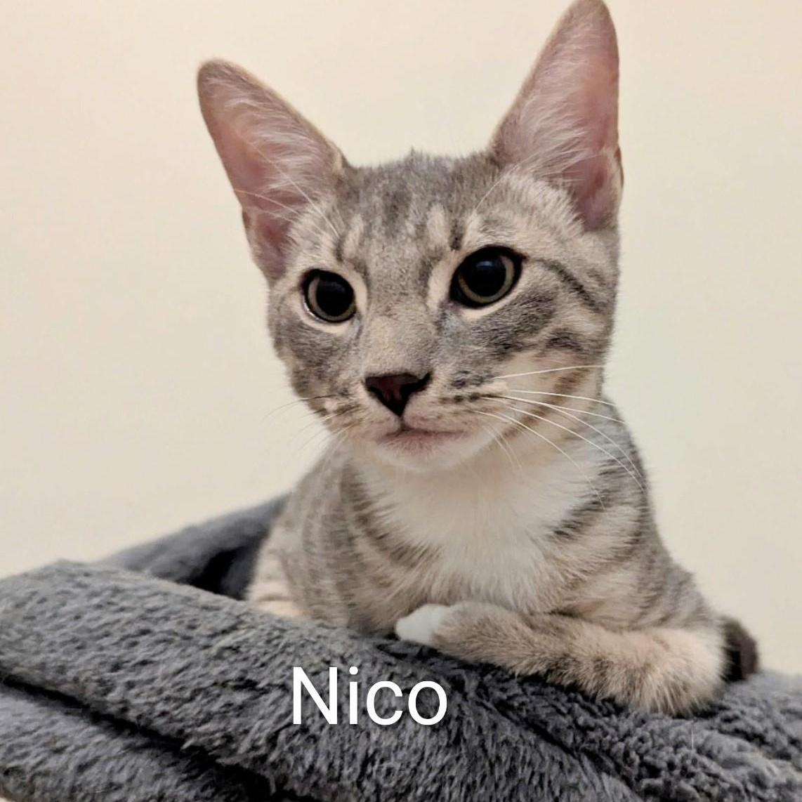 Nico