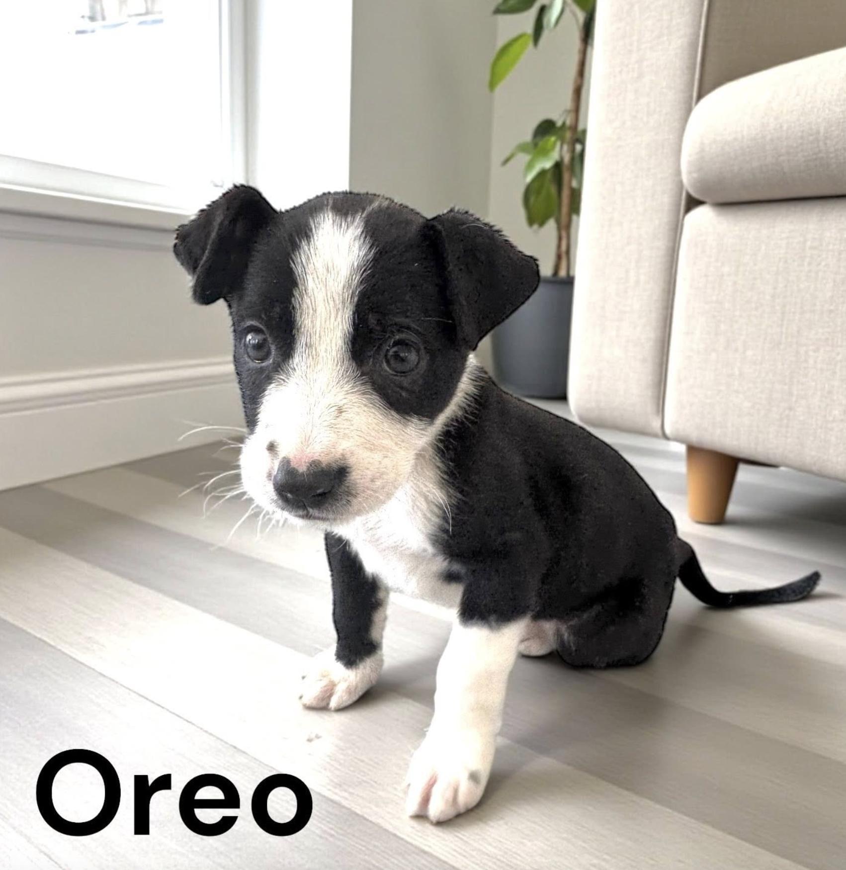 Oreo