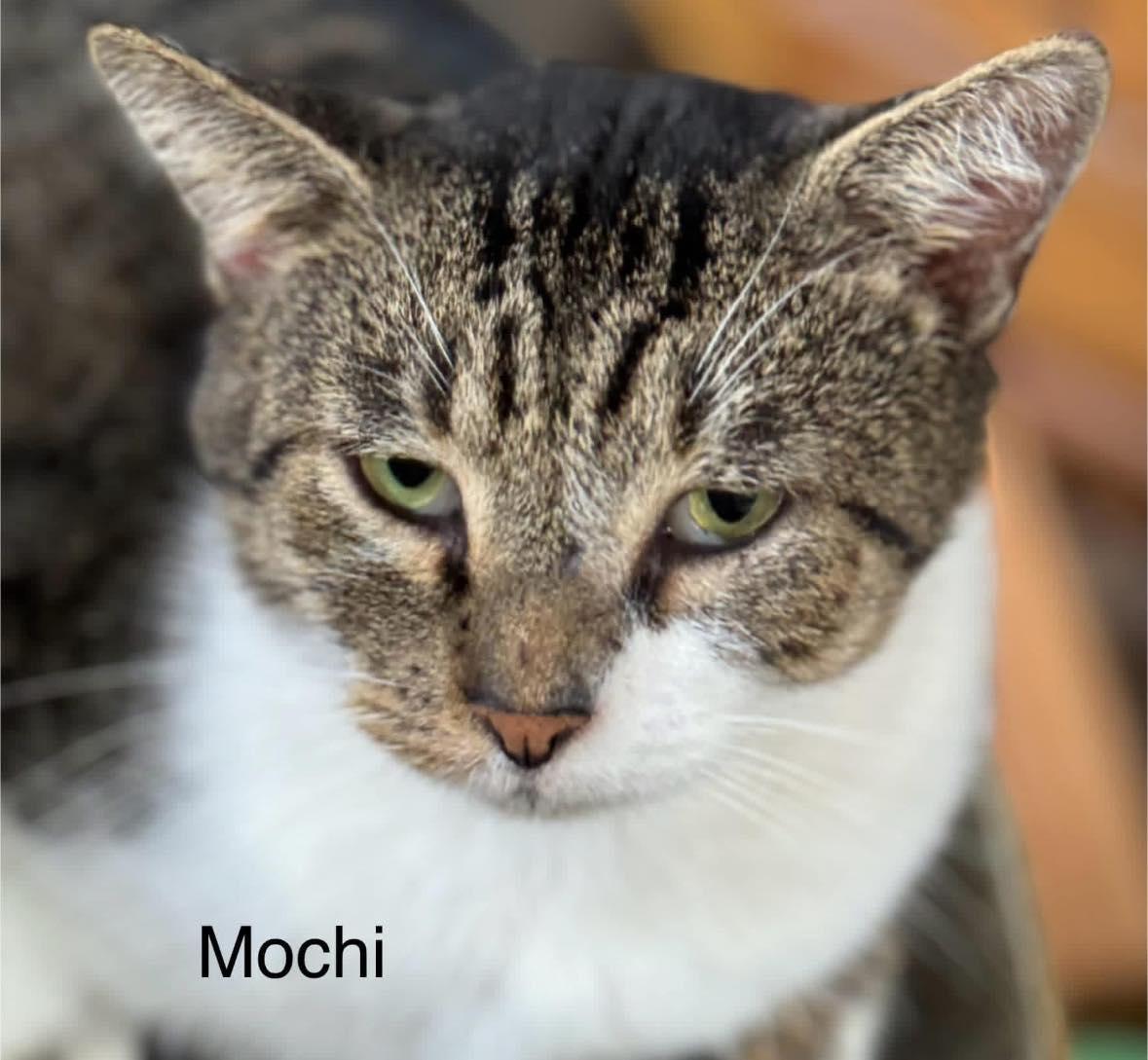 Mochi photo 1