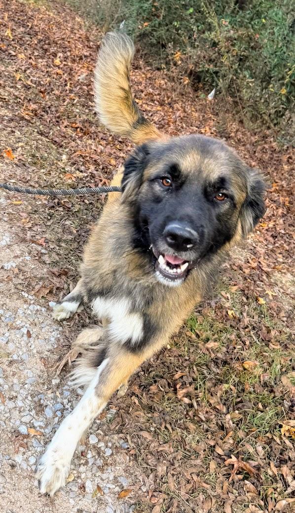 An adult large-sized male German Shepherd Dog dog named Beethoven for adoption in Fosters, AL