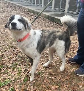 An adult medium-sized female Cattle Dog dog named Cinnamon Roll for adoption in Madison, NJ