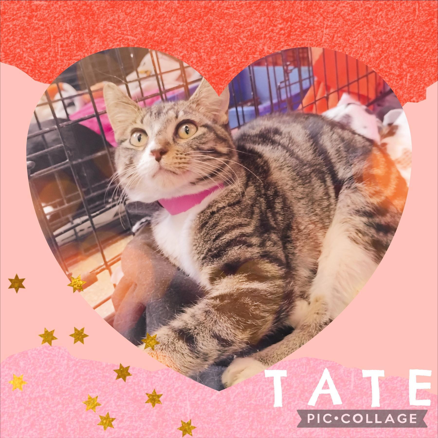 Tate